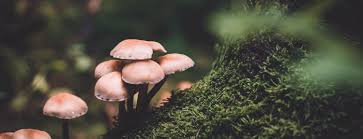 Attēlu rezultāti vaicājumam “fungi”