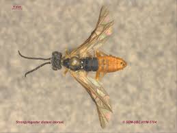 Attēlu rezultāti vaicājumam “Diderma subincarnatum sessile”