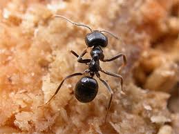 Attēlu rezultāti vaicājumam “Lasius fuliginosus”