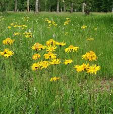 Attēlu rezultāti vaicājumam “Arnica montana”