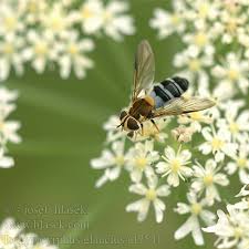 Attēlu rezultāti vaicājumam “Leucozona glaucia”