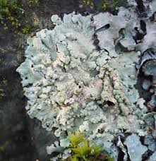 Attēlu rezultāti vaicājumam “Flavoparmelia caperata”