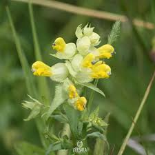 Attēlu rezultāti vaicājumam “Rhinanthus serotinus flower”