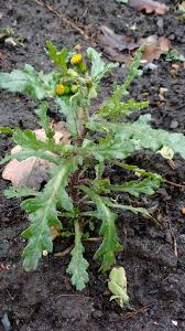 Attēlu rezultāti vaicājumam “Senecio vulgaris flower”