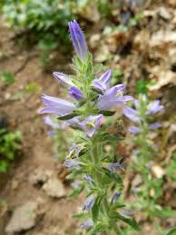 Attēlu rezultāti vaicājumam “Campanula cervicaria bud”