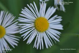 Attēlu rezultāti vaicājumam “Erigeron annuus flower”