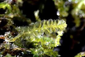 Attēlu rezultāti vaicājumam “Chiloscyphus pallescens”