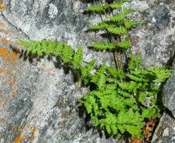 Attēlu rezultāti vaicājumam “Cystopteris fragilis”