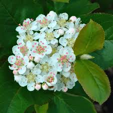 Attēlu rezultāti vaicājumam “Aronia melanocarpa flower”