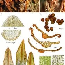 Attēlu rezultāti vaicājumam “Bryoerythrophyllum recurvirostrum”