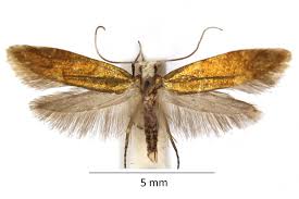 Attēlu rezultāti vaicājumam “Argyresthia goedartella”