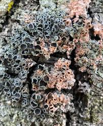 Attēlu rezultāti vaicājumam “Erythricium aurantiacum”