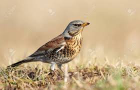 Attēlu rezultāti vaicājumam “Turdus pilaris”