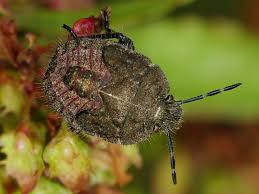 Attēlu rezultāti vaicājumam “Dolycoris baccarum”