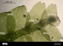 Attēlu rezultāti vaicājumam “Calypogeia fissa”