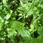 Attēlu rezultāti vaicājumam “Moehringia trinervia leaf”