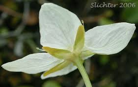 Attēlu rezultāti vaicājumam “Parnassia palustris leaf”