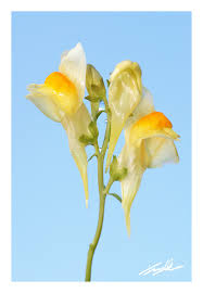 Attēlu rezultāti vaicājumam “Linaria vulgaris flower”
