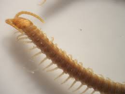 Attēlu rezultāti vaicājumam “Geophilidae”