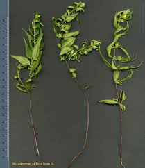 Attēlu rezultāti vaicājumam “Melampyrum sylvaticum”