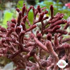 Attēlu rezultāti vaicājumam “Diderma globosum macro”