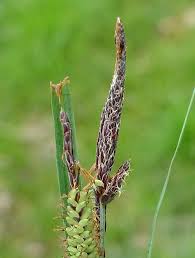 Attēlu rezultāti vaicājumam “Carex dioica male flower”