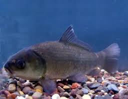 Image result for Ictiobus niger