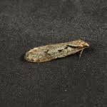 Attēlu rezultāti vaicājumam “Semioscopis avellanella”