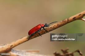 Attēlu rezultāti vaicājumam “Pyrochroa coccinea”