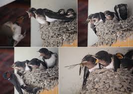 Attēlu rezultāti vaicājumam “Hirundo rustica juvenile”