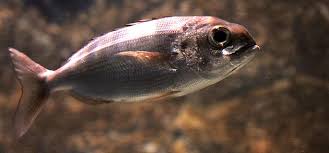 Image result for Pagellus bogaraveo