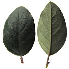 Attēlu rezultāti vaicājumam “Cotoneaster multiflorus”