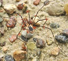 Attēlu rezultāti vaicājumam “Belbodamaeus sp.”
