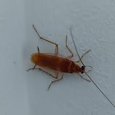 Image result for ゴキブリ報告所