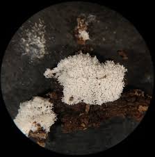 Attēlu rezultāti vaicājumam “Didymium serpula spores”