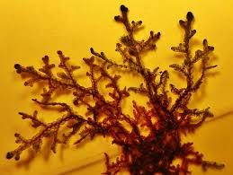 Attēlu rezultāti vaicājumam “Frullania tamarisci”