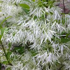 Attēlu rezultāti vaicājumam “Chionanthus virginicus”