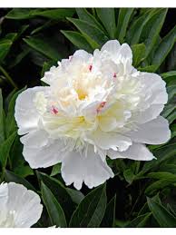 Image result for Pfingstrose