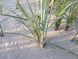 Attēlu rezultāti vaicājumam “Leymus arenarius”