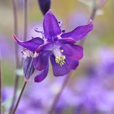 Attēlu rezultāti vaicājumam “Aquilegia vulgaris flower”