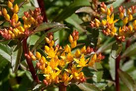 Attēlu rezultāti vaicājumam “Sedum aizoon”