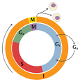 Cell cycle - Wikipedia, the free encyclopedia