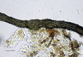 Attēlu rezultāti vaicājumam “Cystocoleus ebeneus”