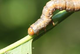 Attēlu rezultāti vaicājumam “Colotois pennaria”