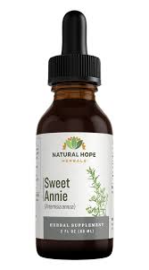 Image result for Artemisia annua