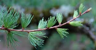 Attēlu rezultāti vaicājumam “Larix”