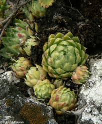Attēlu rezultāti vaicājumam “Jovibarba globifera flower”