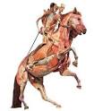 Photo of Rearing Horse with Rider from BODY WORLDS  The Anatomical