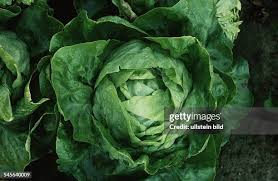 Image result for Kopfsalat
