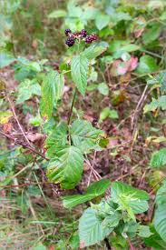 Attēlu rezultāti vaicājumam “Rubus nessensis”